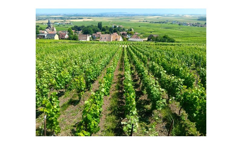 Ville -Dommange saison 2025